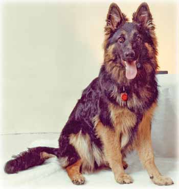 Long Haired German Shepherd Dog