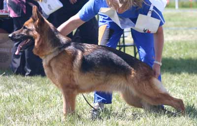 German Shepherd Retired Female Dog