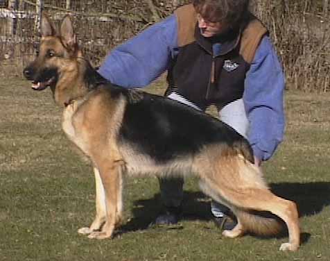 German Shepherd Retired Female Dog