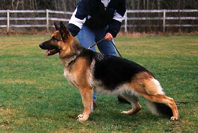 German Shepherd Retired Female Dog