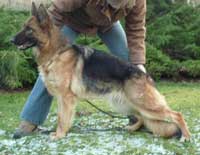 German Shepherd Retired Female Dog