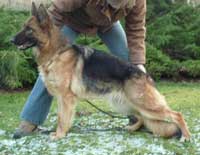 German Shepherd Retired Female Dog