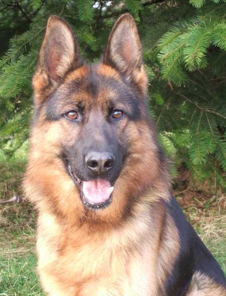 Stud German Shepherd Dog