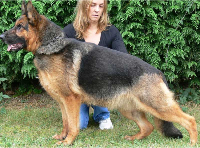 German Shepherd Retired Female Dog