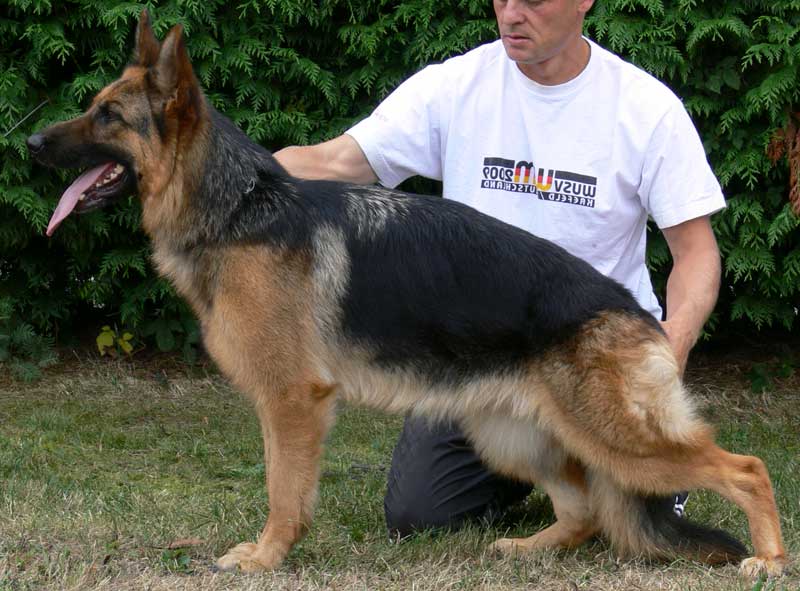 German Shepherd Dogs Female Effi