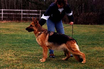 German Shepherd Retired Female Dog