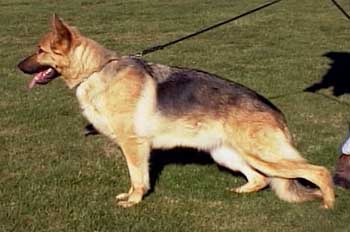 German Shepherd Retired Female Dog