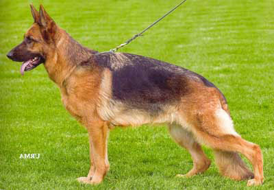 German Shepherd Retired Female Dog