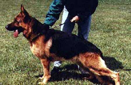 German Shepherd Retired Male Dog Hillo