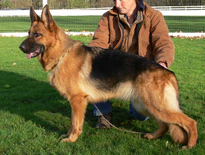 German Shepherd Retired Female Dog