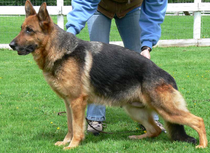 German Shepherd Retired Female Dog