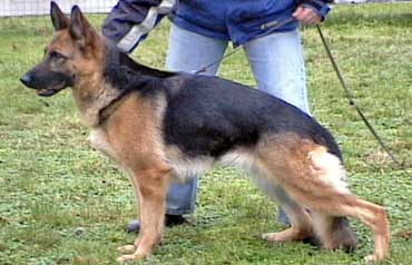 German Shepherd Retired Female Dog