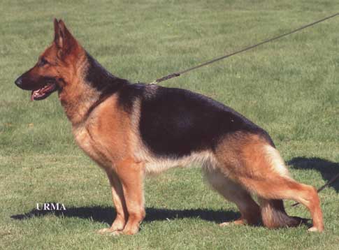 German Shepherd Retired Female Dog