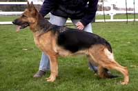 German Shepherd Retired Female Dog