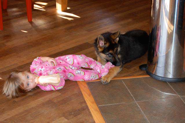 German Shepherd Dogs with Children