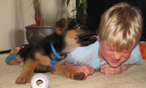 German Shepherd Dogs with Children