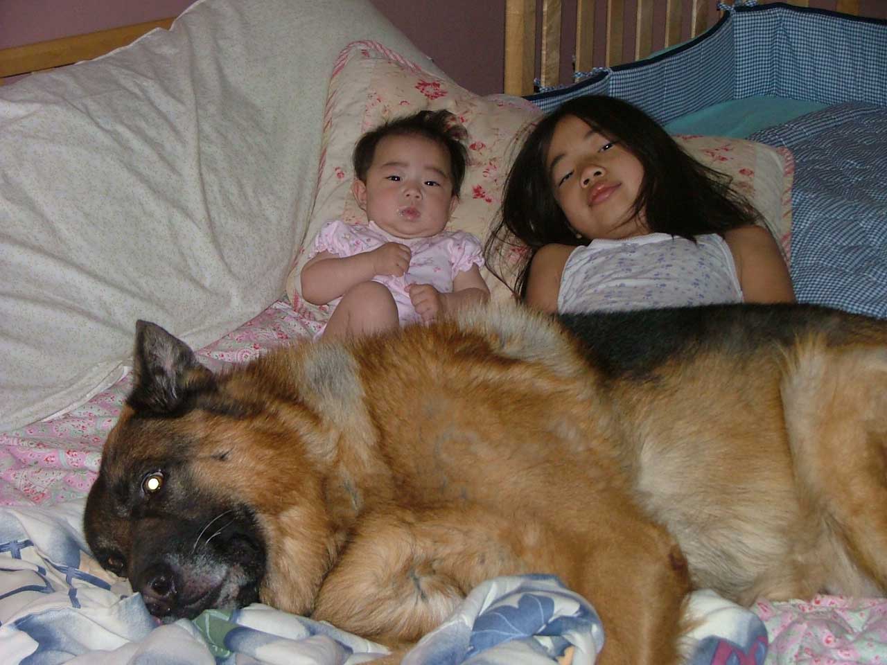 German Shepherd Dogs with Children