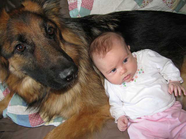 German Shepherd Dogs with Children