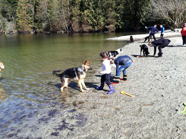 German Shepherd Dogs with Children