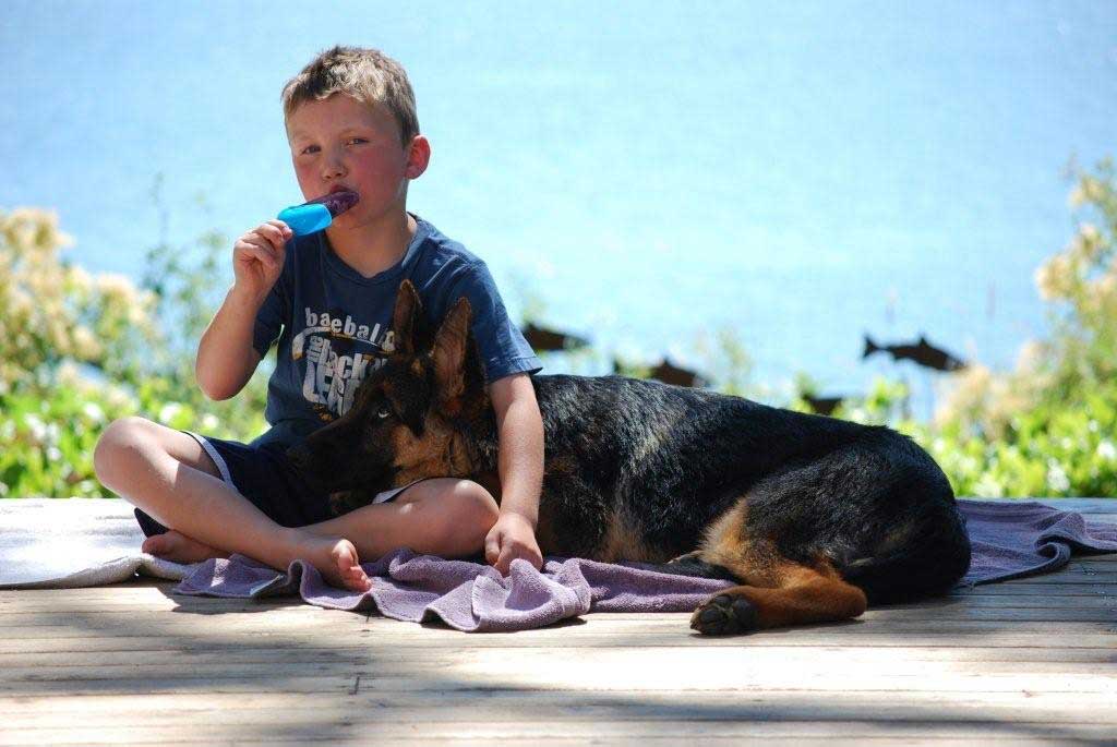 German Shepherd Dogs with Children