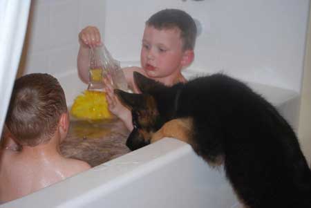 German Shepherd Dogs with Children