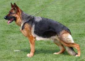 German Shepherd Retired Female Dog