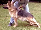 German Shepherd Retired Female Dog