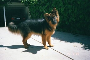 German Shepherd Long Hair Dogs FAQ Long Haired German Dogs German Shepherds Breeder