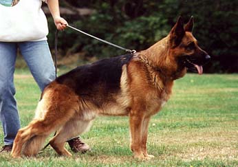 German Shepherd Retired Male Dog Pele