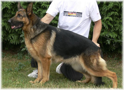 German Shepherd Retired Female Dog