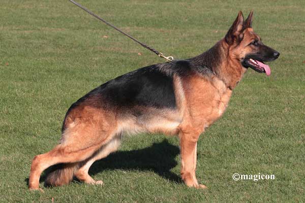 German Shepherd Dogs Accomplishments