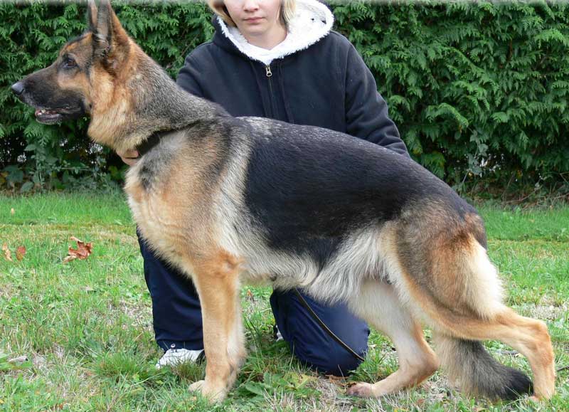 German Shepherd Retired Female Dog