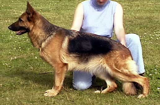 German Shepherd Retired Female Dog