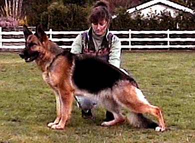 German Shepherd Retired Female Dog