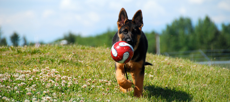 Puppies & For Sale German Shepherd Puppies