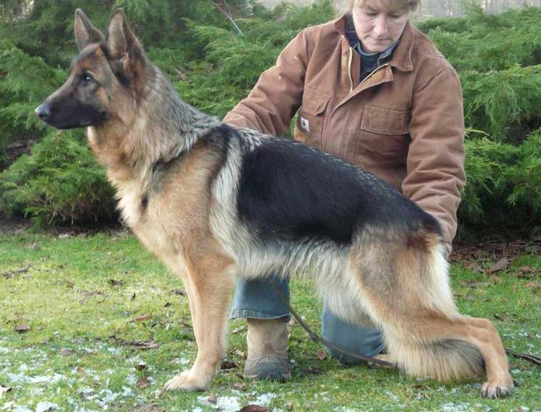 German Shepherd Retired Female Dog