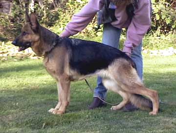 German Shepherd Retired Female Dog