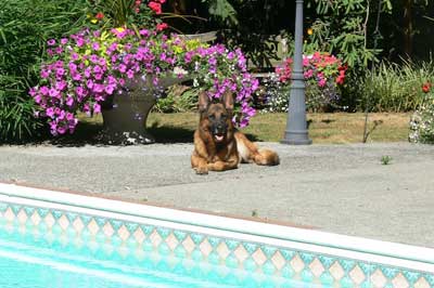 Vancouver BC Washington USA Dog Breeder