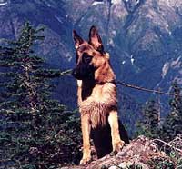 German Shepherd Retired Female Dog