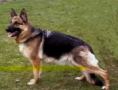 German Shepherd Retired Female Dog