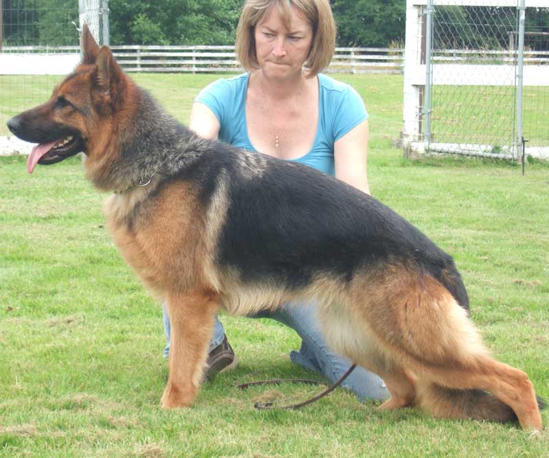 German Shepherd Retired Female Dog