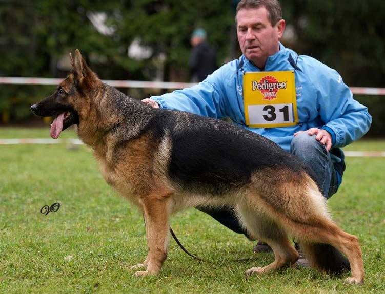 German Shepherd Retired Female Dog