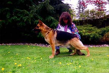 German Shepherd Retired Female Dog