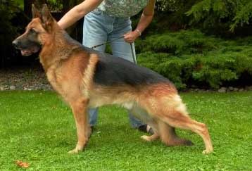 German Shepherd Retired Male Dog York