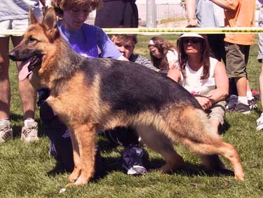 German Shepherd Retired Female Dog